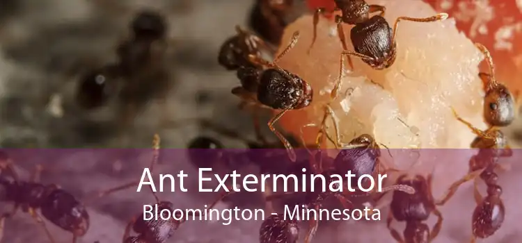 Ant Exterminator Bloomington - Minnesota