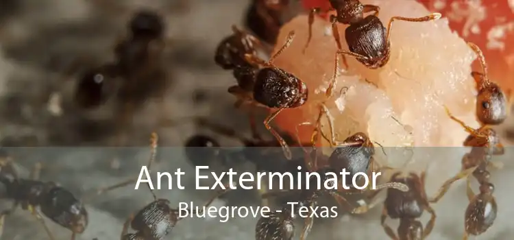 Ant Exterminator Bluegrove - Texas