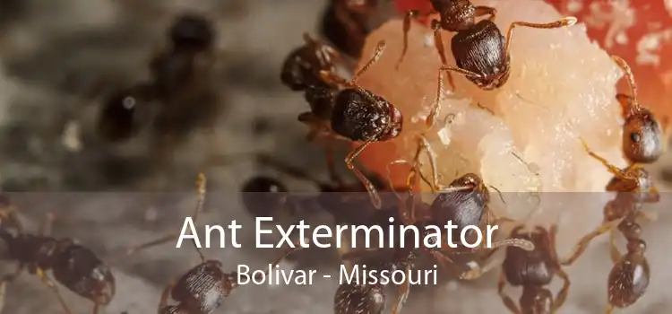 Ant Exterminator Bolivar - Missouri