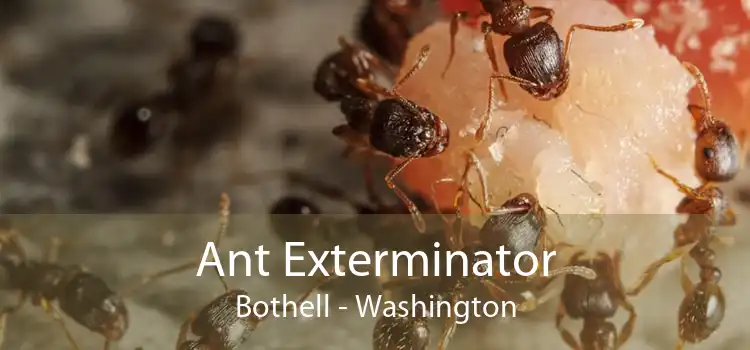 Ant Exterminator Bothell - Washington