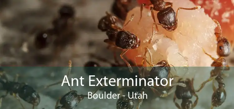 Ant Exterminator Boulder - Utah