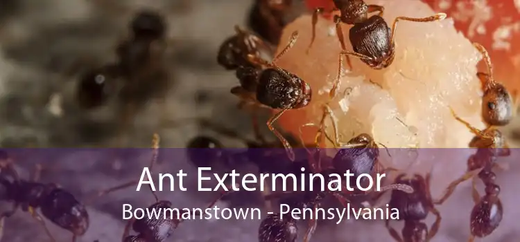 Ant Exterminator Bowmanstown - Pennsylvania