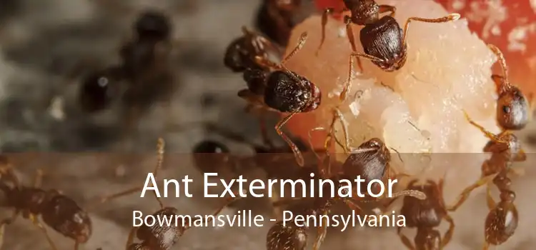 Ant Exterminator Bowmansville - Pennsylvania