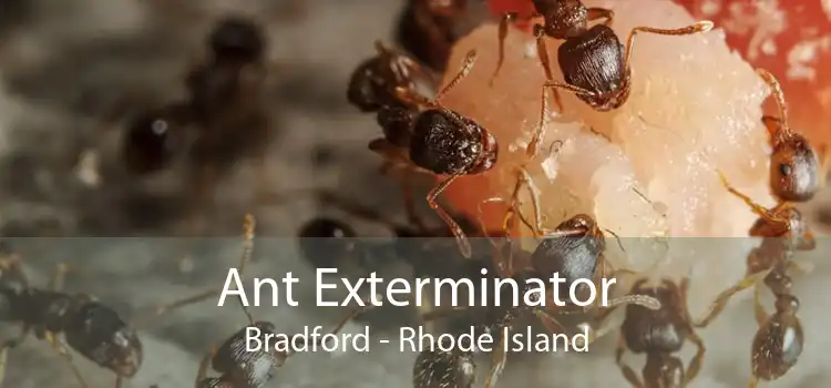 Ant Exterminator Bradford - Rhode Island
