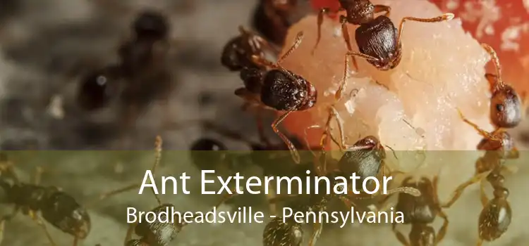Ant Exterminator Brodheadsville - Pennsylvania