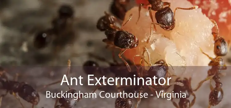 Ant Exterminator Buckingham Courthouse - Virginia