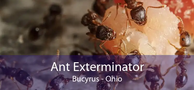 Ant Exterminator Bucyrus - Ohio