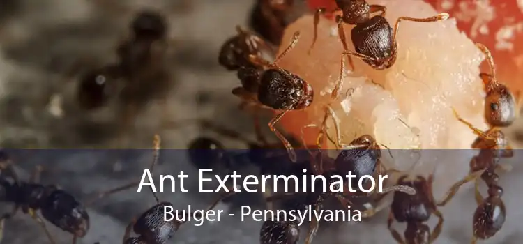 Ant Exterminator Bulger - Pennsylvania