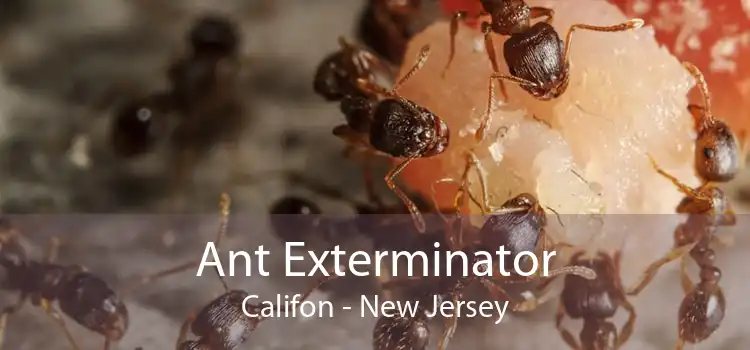 Ant Exterminator Califon - New Jersey