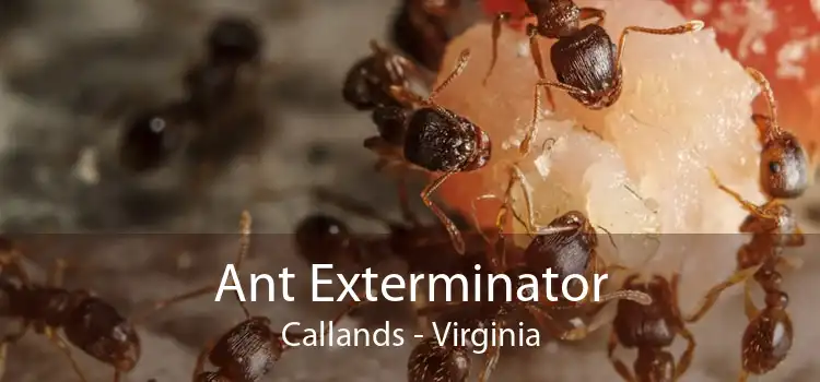 Ant Exterminator Callands - Virginia