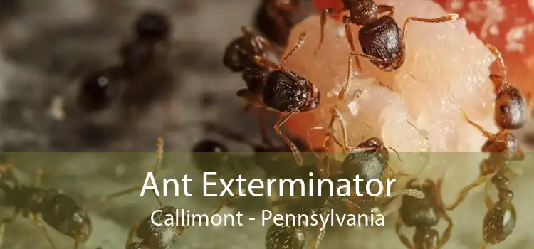 Ant Exterminator Callimont - Pennsylvania