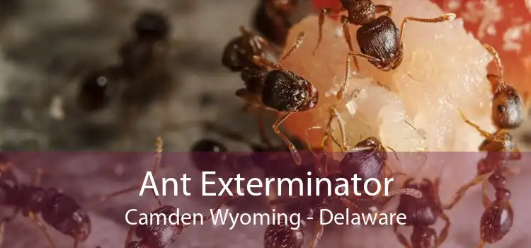 Ant Exterminator Camden Wyoming - Delaware
