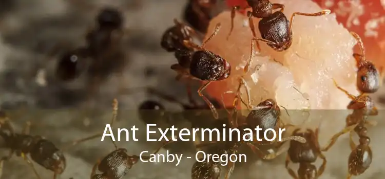 Ant Exterminator Canby - Oregon
