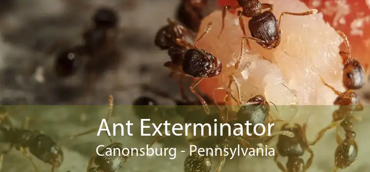 Ant Exterminator Canonsburg - Pennsylvania
