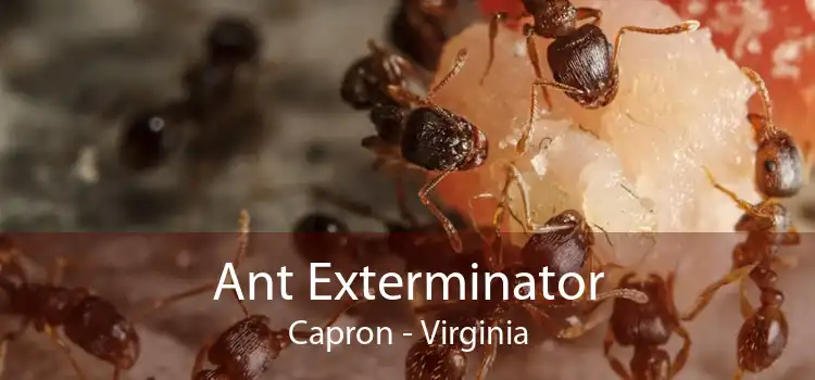 Ant Exterminator Capron - Virginia