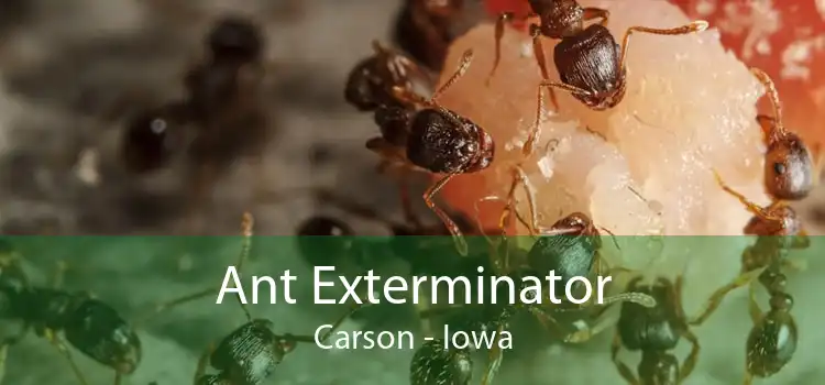Ant Exterminator Carson - Iowa