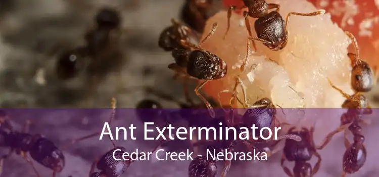 Ant Exterminator Cedar Creek - Nebraska