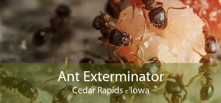 Ant Exterminator Cedar Rapids - Iowa