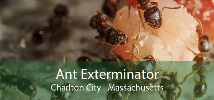 Ant Exterminator Charlton City - Massachusetts