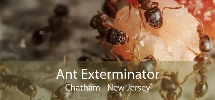 Ant Exterminator Chatham - New Jersey