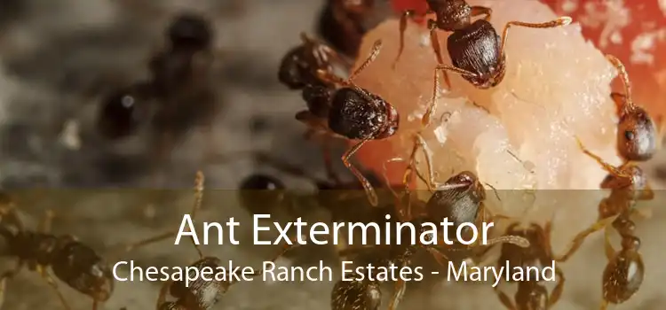 Ant Exterminator Chesapeake Ranch Estates - Maryland