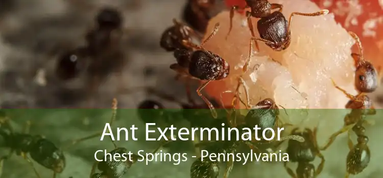 Ant Exterminator Chest Springs - Pennsylvania