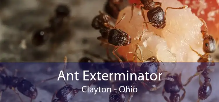 Ant Exterminator Clayton - Ohio