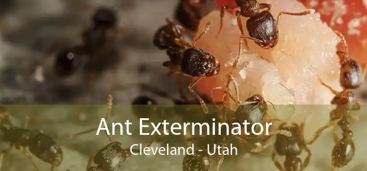 Ant Exterminator Cleveland - Utah