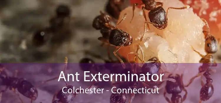 Ant Exterminator Colchester - Connecticut