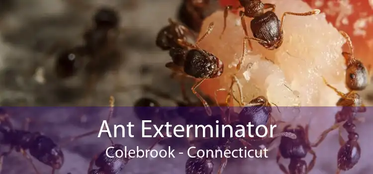 Ant Exterminator Colebrook - Connecticut