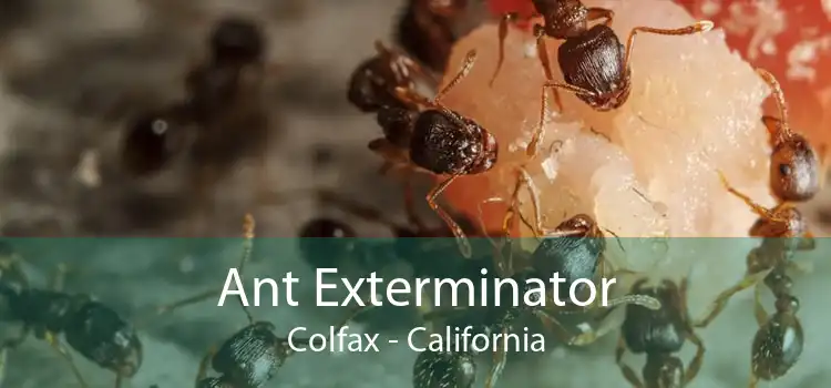 Ant Exterminator Colfax - California