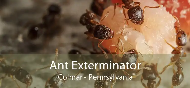 Ant Exterminator Colmar - Pennsylvania