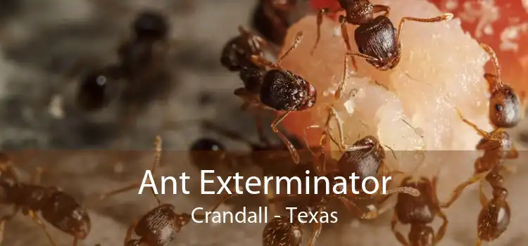 Ant Exterminator Crandall - Texas