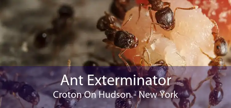 Ant Exterminator Croton On Hudson - New York