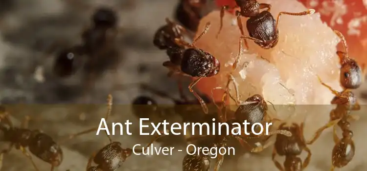 Ant Exterminator Culver - Oregon