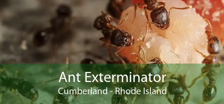Ant Exterminator Cumberland - Rhode Island