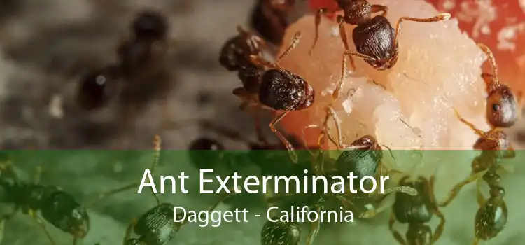 Ant Exterminator Daggett - California