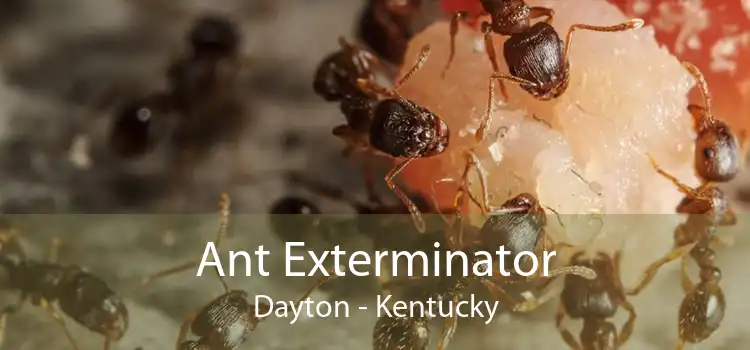 Ant Exterminator Dayton - Kentucky