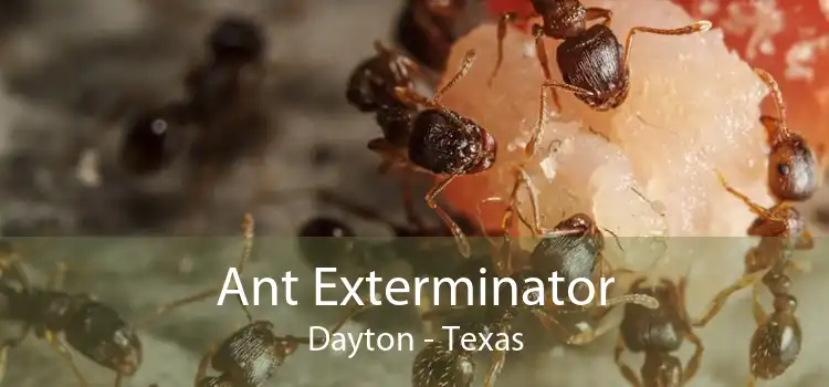 Ant Exterminator Dayton - Texas
