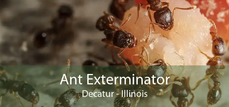 Ant Exterminator Decatur - Illinois