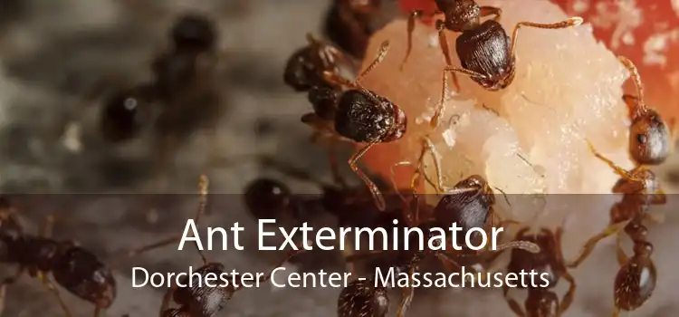 Ant Exterminator Dorchester Center - Massachusetts
