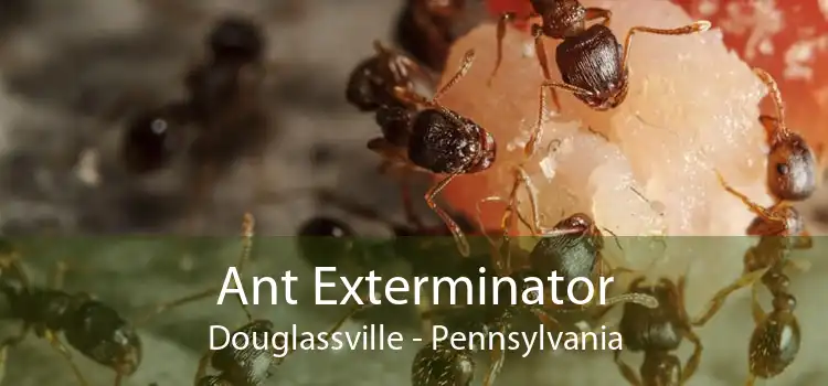 Ant Exterminator Douglassville - Pennsylvania