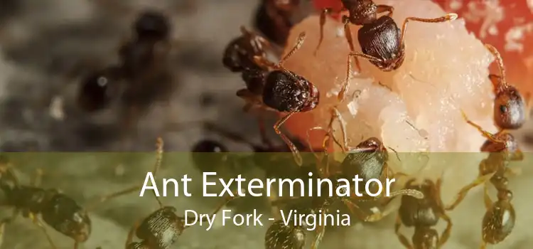 Ant Exterminator Dry Fork - Virginia