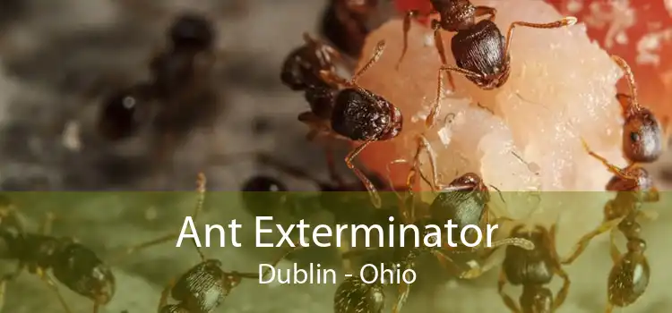 Ant Exterminator Dublin - Ohio