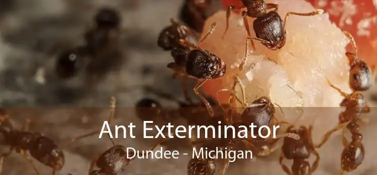 Ant Exterminator Dundee - Michigan