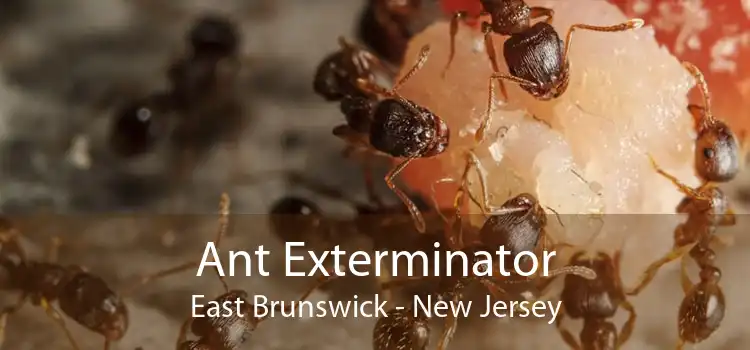 Ant Exterminator East Brunswick - New Jersey