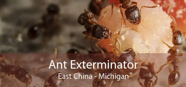 Ant Exterminator East China - Michigan