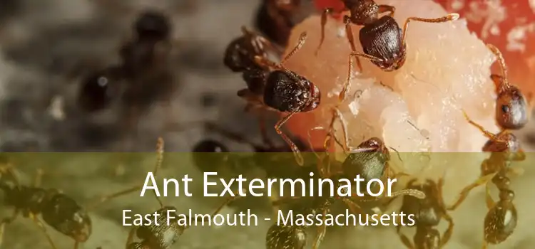 Ant Exterminator East Falmouth - Massachusetts