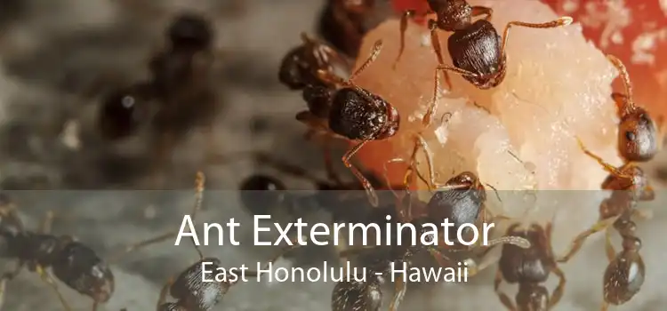 Ant Exterminator East Honolulu - Hawaii