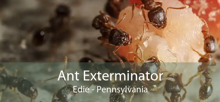 Ant Exterminator Edie - Pennsylvania